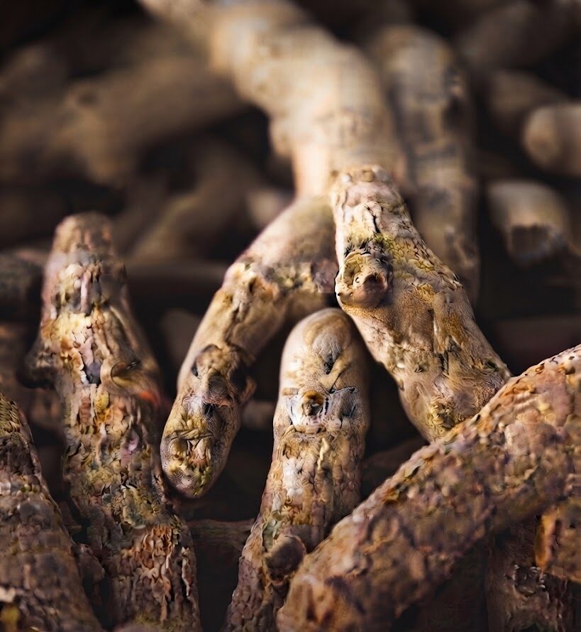 Le Gingembre : L’allié naturel aux mille vertus, entre tradition et science